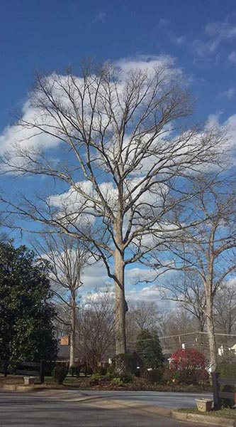 tree properly pruned by Branching Out tree arborist