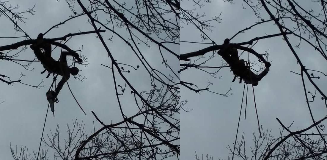 Branching Out Tree Care Experts: Emergency tree removal in Lynchburg and Forest